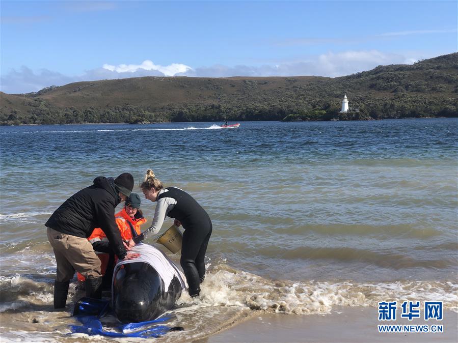 (国际)(2)澳大利亚塔斯马尼亚州西海岸发生大规模鲸鱼搁浅