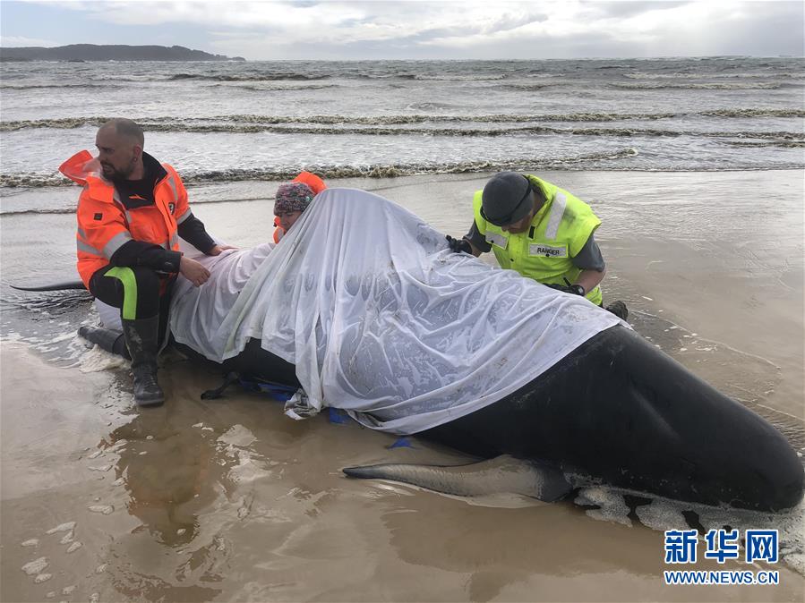 (国际)(3)澳大利亚塔斯马尼亚州西海岸发生大规模鲸鱼搁浅