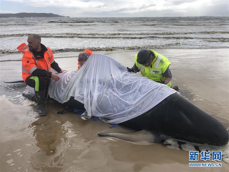 （国际）（3）澳大利亚塔斯马尼亚州西海岸发生大规模鲸鱼搁浅