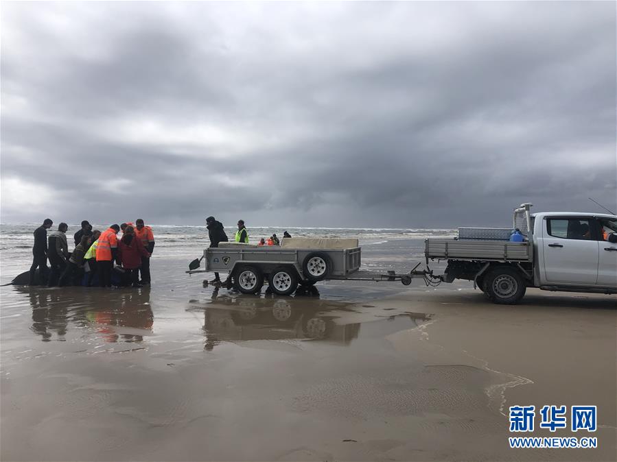 （国际）（6）澳大利亚塔斯马尼亚州西海岸发生大规模鲸鱼搁浅