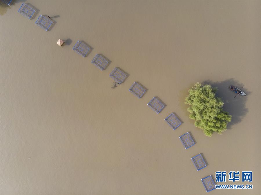 (防汛抗洪)(6)松花江干流洪峰通过哈尔滨段