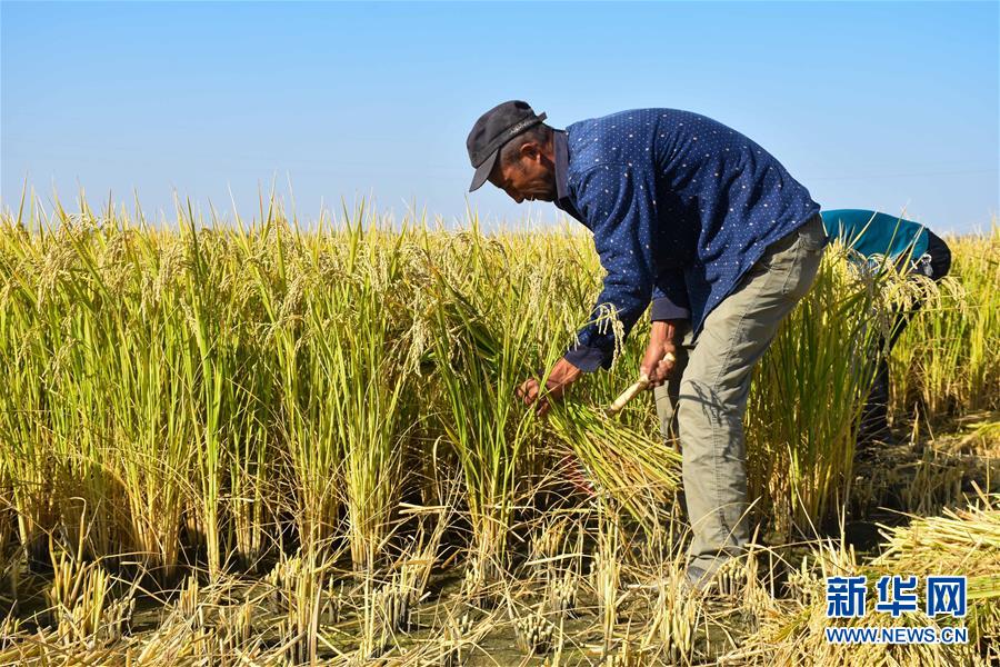 （科技）（2）海水稻沙漠边缘实地测产