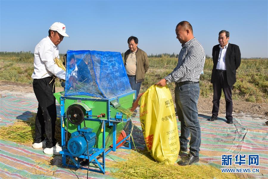 （科技）（4）海水稻沙漠边缘实地测产