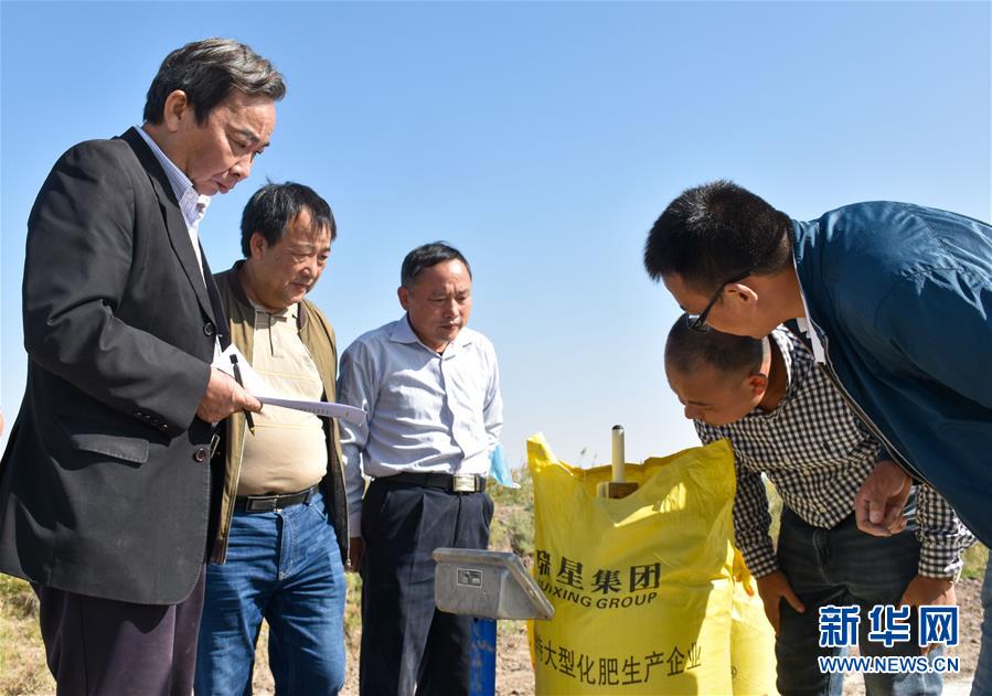 （科技）（5）海水稻沙漠边缘实地测产