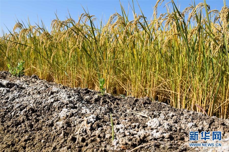 （科技）（7）海水稻沙漠边缘实地测产