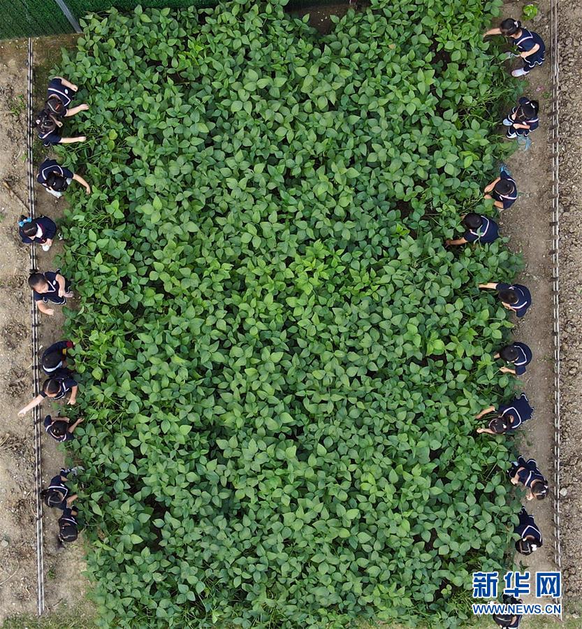 (教育)(2)“快乐采摘”学知识