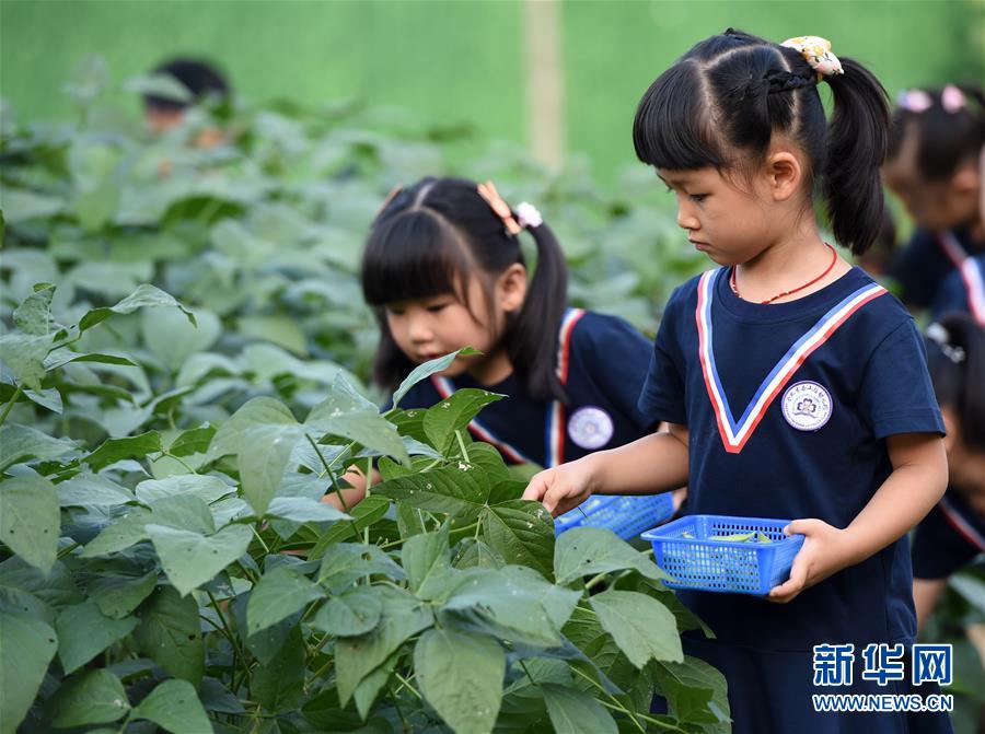 （教育）（1）“快乐采摘”学知识