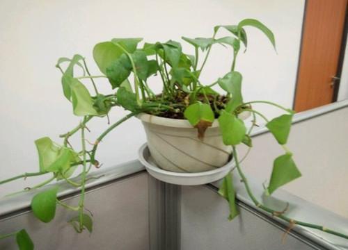 5个养花的小窍门,很难养的花,都能养的爆盆!