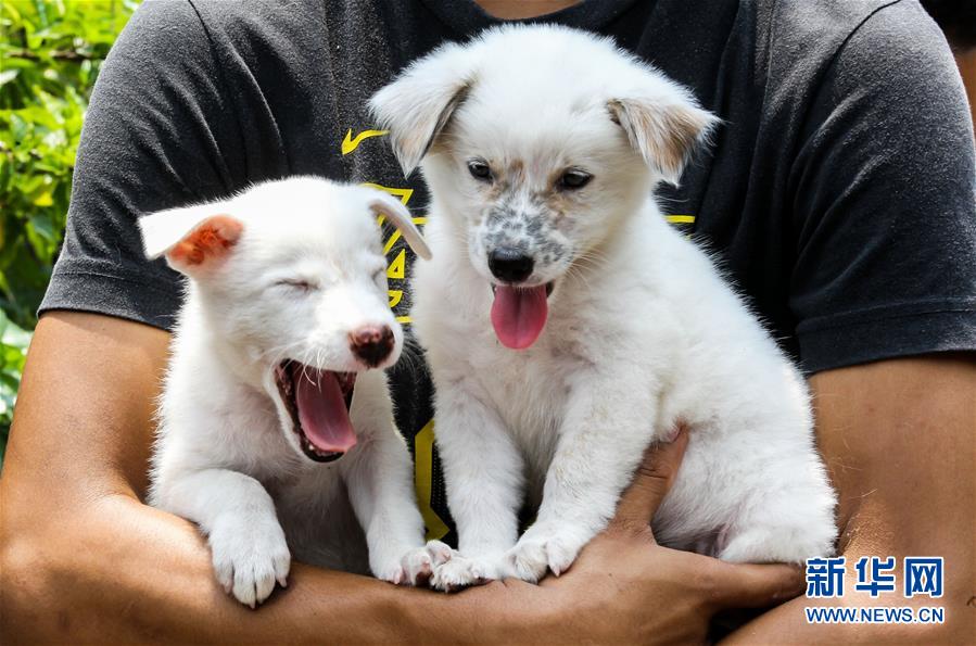 9月28日，在菲律宾马尼拉，狗主人准备带宠物狗进行免费狂犬病疫苗注射。 新华社发（乌马利摄）