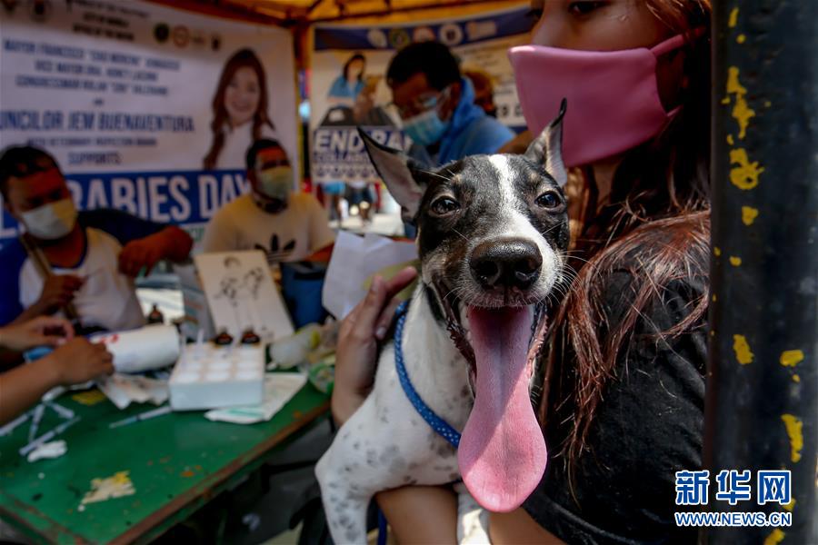 9月28日，在菲律宾马尼拉，狗主人带着宠物狗进行免费狂犬病疫苗注射。 新华社发（乌马利摄）