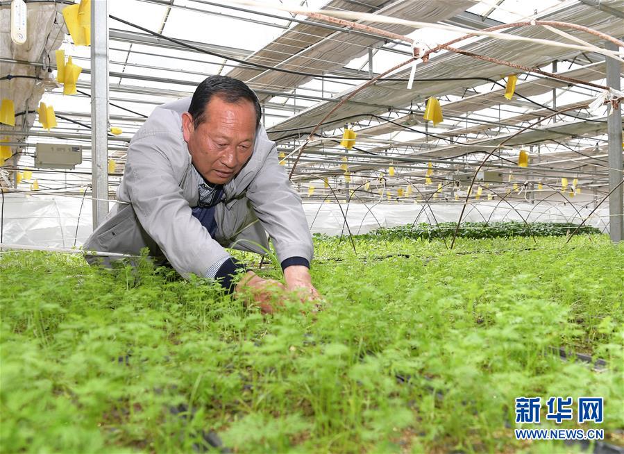 (走向我们的小康生活·决战决胜脱贫攻坚·图文互动)(1)高原喜见“寿光绿”——“世界屋脊”上的蔬菜发展奇迹