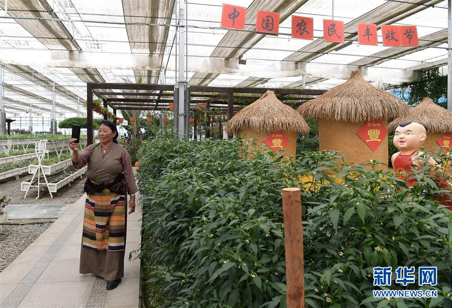 (走向我们的小康生活·决战决胜脱贫攻坚·图文互动)(3)高原喜见“寿光绿”——“世界屋脊”上的蔬菜发展奇迹
