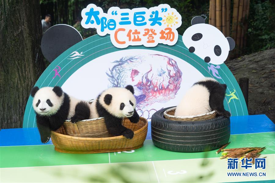 (新华视界)(4)2020年成都新生大熊猫幼仔国庆前亮相