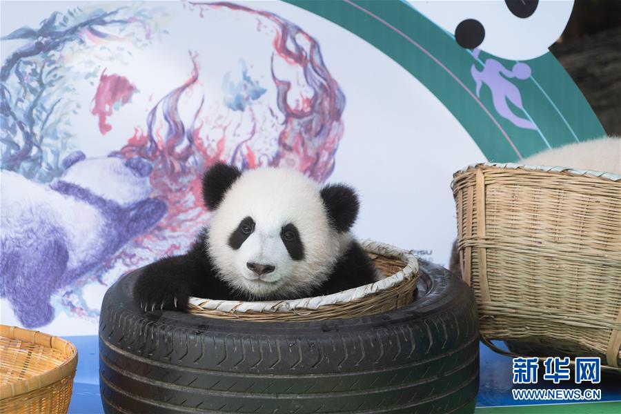这是9月29日在成都大熊猫繁育研究基地太阳产房拍摄的参与集体亮相活动的大熊猫宝宝。新华社发（陈居伟 摄）