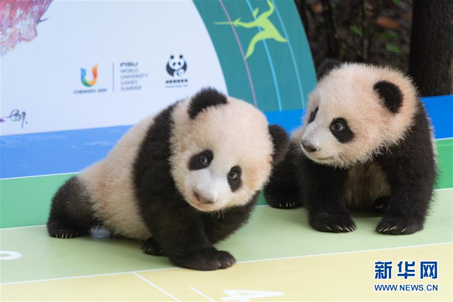 这是9月29日在成都大熊猫繁育研究基地太阳产房拍摄的参与集体亮相活动的大熊猫宝宝。新华社发（陈居伟 摄）
