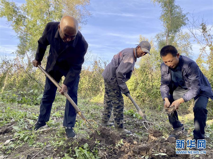 在黑龙江省五常市杜家镇复兴村，云峰四叶参种植农民专业合作社理事长侯伟（右一）和村民在种植四叶参的小院内劳作（9月27日摄）。  新华社记者 刘赫垚 摄