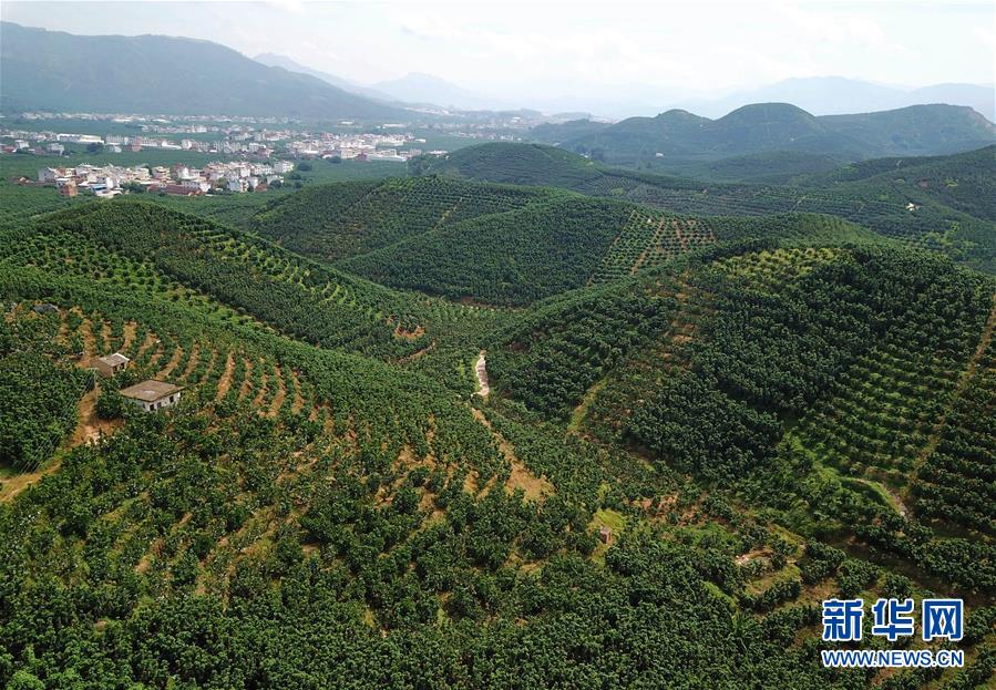 这是福建漳州市平和县万亩蜜柚观光园（9月17日摄，无人机照片）。 新华社记者 魏培全 摄