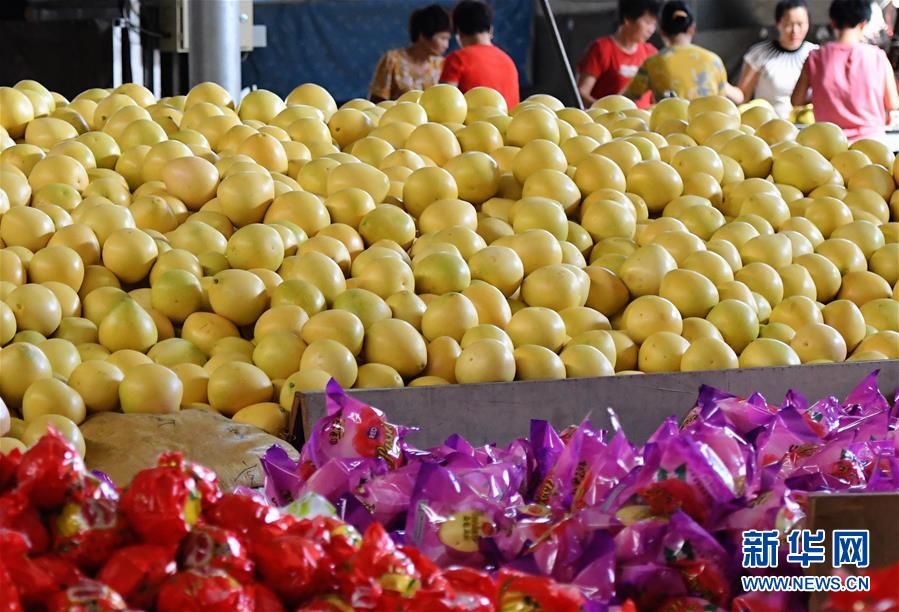 在漳州市平和县的一家蜜柚包装加工厂，工人们在包装蜜柚（9月17日摄）。 新华社记者 魏培全 摄