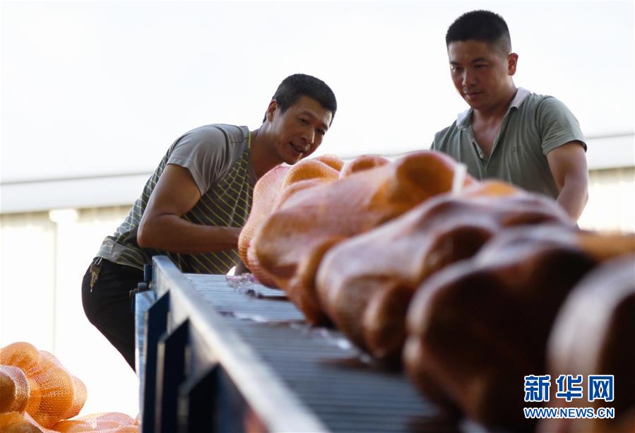 工人们从输送带上搬下蜜柚装车，准备运往重庆（9月17日摄）。 新华社记者 魏培全 摄
