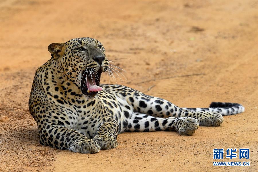 这是10月4日在斯里兰卡雅拉国家公园内拍摄的猎豹。 雅拉国家公园位于斯里兰卡南部，是该国参观人数最多的国家公园。 新华社发（哈普拉彻奇摄）