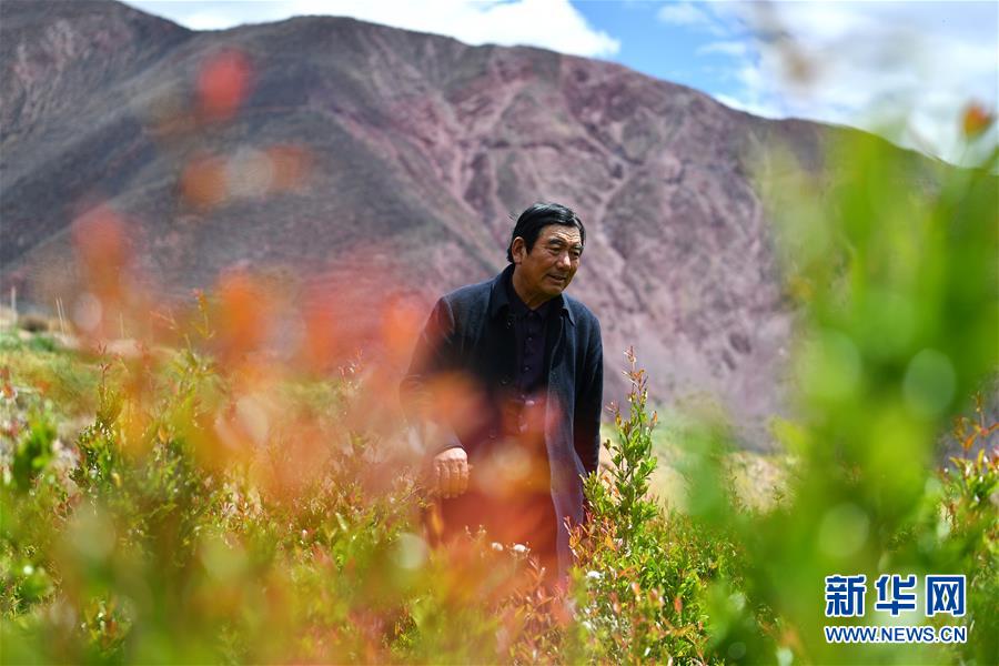 (西藏昌都解放70周年·图文互动)(1)“我有一个植树梦”——扎西旺堆和他的“绿色家园”