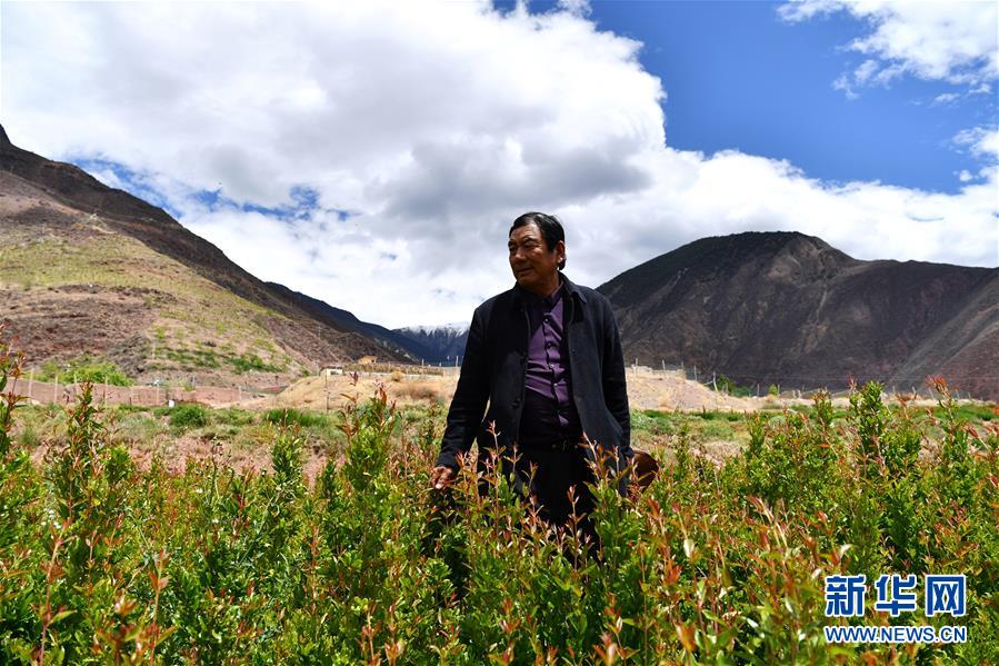 (西藏昌都解放70周年·图文互动)(4)“我有一个植树梦”——扎西旺堆和他的“绿色家园”