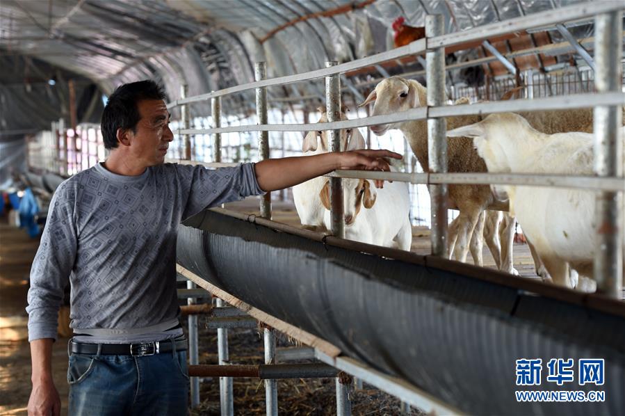 10月8日，在颍上县陈桥镇李庄村，李玉献在羊棚里查看羊的生长情况。新华社记者 周牧 摄