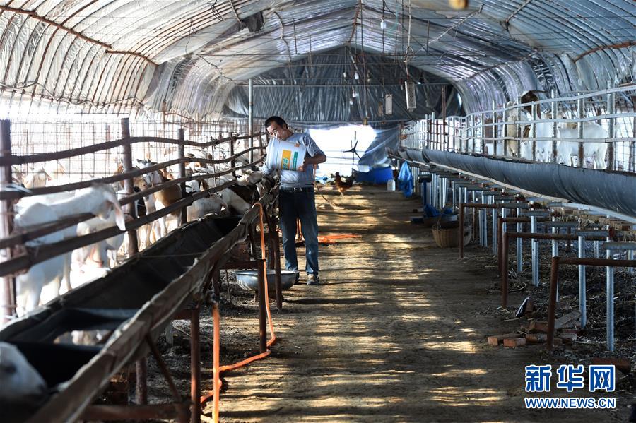10月8日，在颍上县陈桥镇李庄村，李玉献在喂羊。  新华社记者 周牧 摄