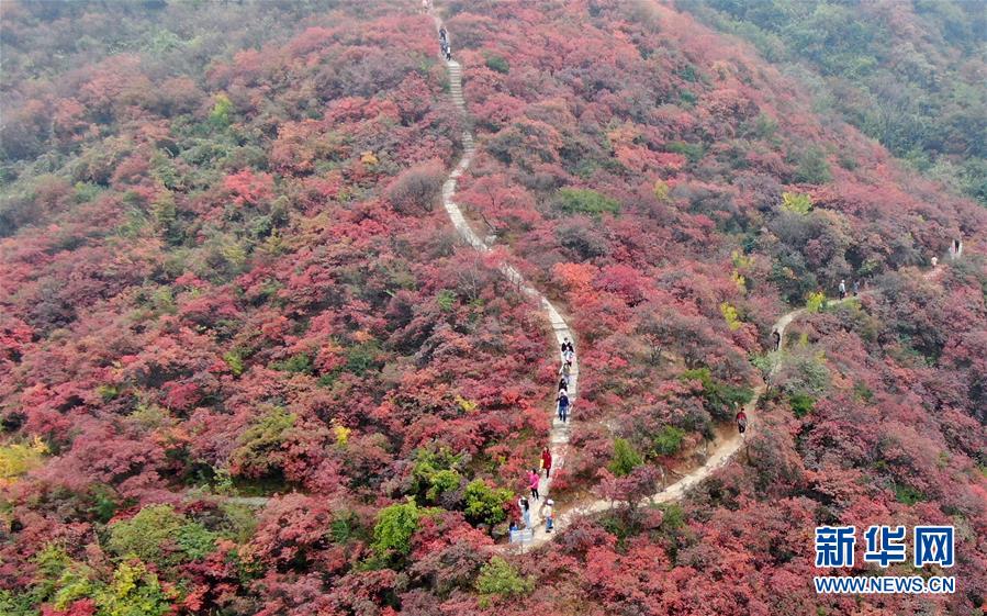 （美丽中国）（1）河南巩义：层林尽染醉金秋