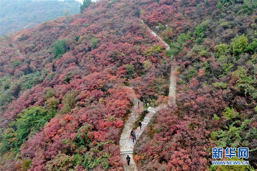 （美丽中国）（2）河南巩义：层林尽染醉金秋