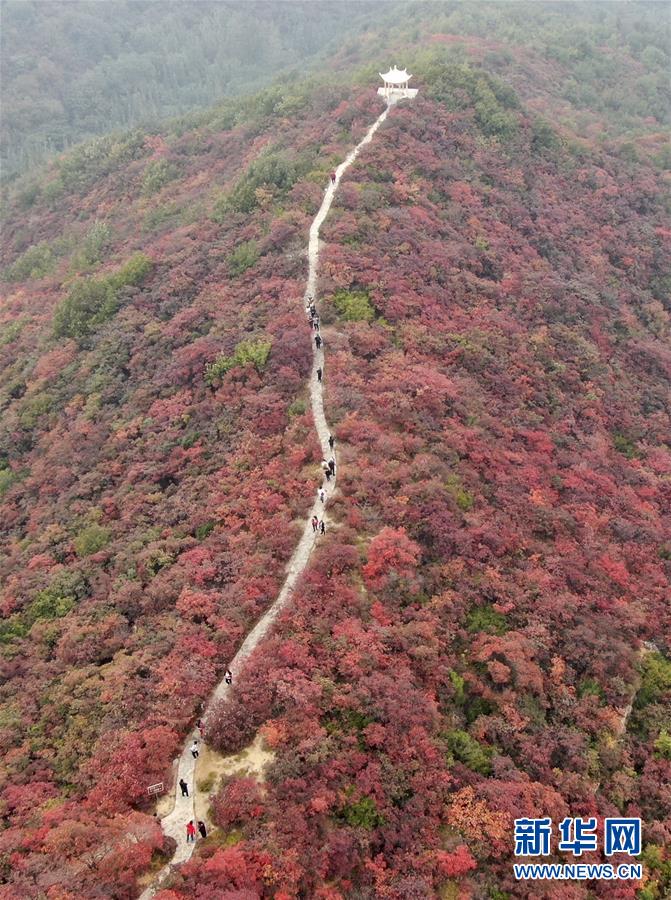 （美丽中国）（4）河南巩义：层林尽染醉金秋