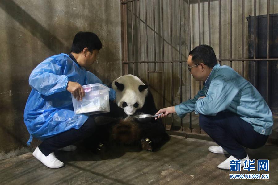 10月11日，饲养员准备从大熊猫珠珠怀中取出幼仔。新华社发（沈洁娜 摄）