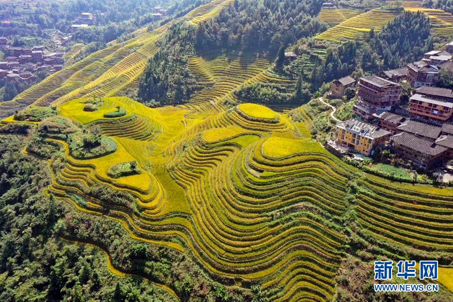 10月12日拍摄的广西龙胜各族自治县龙脊梯田（无人机照片）。 金秋时节，广西龙胜各族自治县龙脊梯田景区层层梯田尽染金黄，稻谷飘香，梯田与吊脚楼、村庄、远山相映成趣，美不胜收。 新华社发（吴生斌 摄）