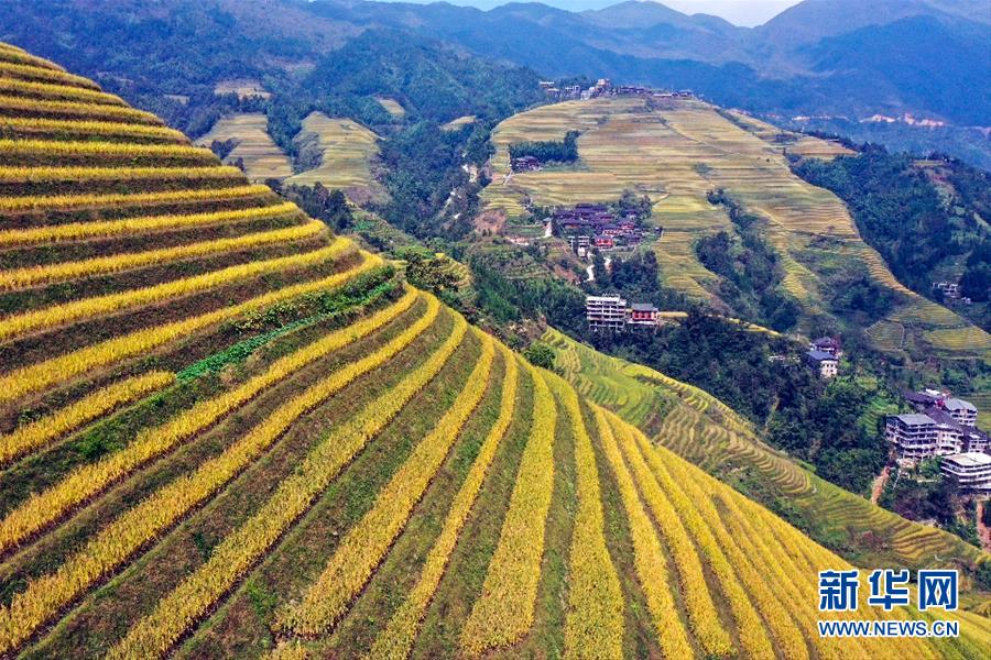 10月12日拍摄的广西龙胜各族自治县龙脊梯田（无人机照片）。 金秋时节，广西龙胜各族自治县龙脊梯田景区层层梯田尽染金黄，稻谷飘香，梯田与吊脚楼、村庄、远山相映成趣，美不胜收。 新华社发（吴生斌 摄）