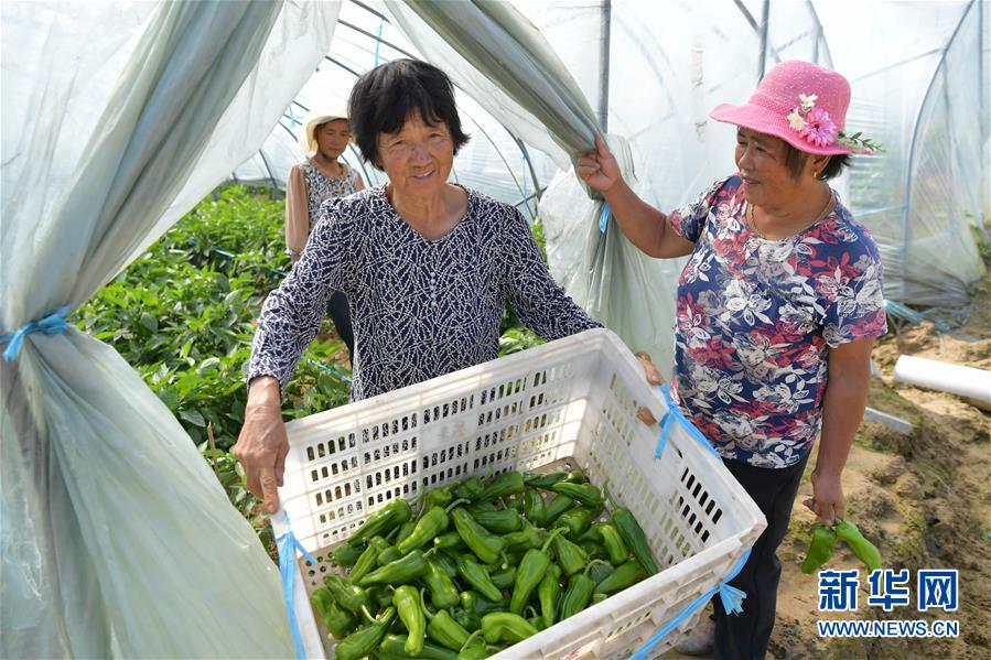 10月13日，在南昌市新建区象山镇河林村，当地农户在将采摘的辣椒装箱准备外运。 近年来，南昌市新建区象山镇的河林村通过流转土地，引进农业科技企业，以“公司+农户”的形式，大力发展现代设施农业，以辣椒、莴笋、花菜为主打种植品种，为农户拓宽产业路径，帮助当地农民脱贫增收。 新华社记者 彭昭之 摄