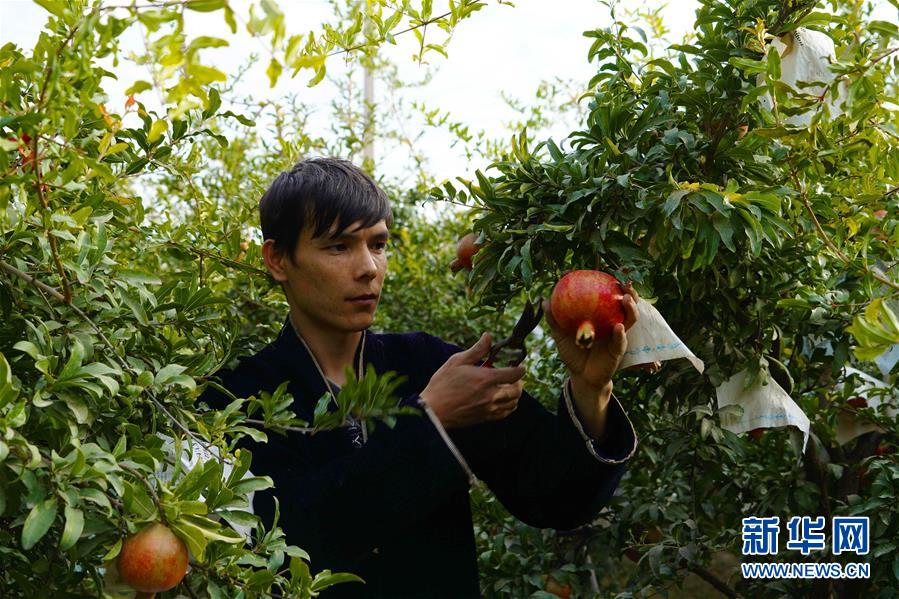 10月11日，一名种植户在乌兹别克斯坦苏尔汉河州采摘石榴。 金秋时节，位于乌兹别克斯坦东南部地区的苏尔汉河州的石榴进入采摘旺季，种植户抢抓农时进行采摘、销售。 新华社发（扎法尔摄）