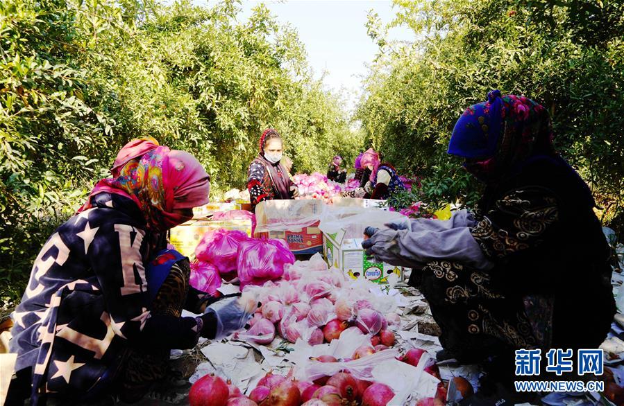 10月11日，种植户在乌兹别克斯坦苏尔汉河州包装石榴。 金秋时节，位于乌兹别克斯坦东南部地区的苏尔汉河州的石榴进入采摘旺季，种植户抢抓农时进行采摘、销售。 新华社发（扎法尔摄）