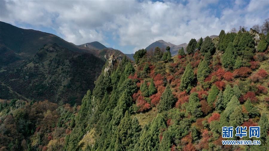 这是10月15日拍摄的北山国家森林地质公园扎龙沟秋景（无人机照片）。 深秋时节，位于青海省海东市互助土族自治县境内的北山国家森林地质公园内，山峦、森林与蓝天组成壮美的秋日画卷。 新华社记者 张宏祥 摄