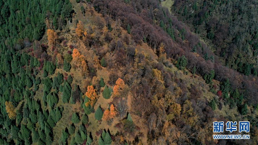 这是10月15日拍摄的北山国家森林地质公园扎龙沟秋景（无人机照片）。 深秋时节，位于青海省海东市互助土族自治县境内的北山国家森林地质公园内，山峦、森林与蓝天组成壮美的秋日画卷。 新华社记者 张宏祥 摄