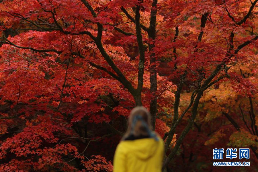 10月17日，一名游客在英国格洛斯特郡的韦斯顿伯特植物园欣赏秋景。 新华社发（蒂姆·爱尔兰摄）