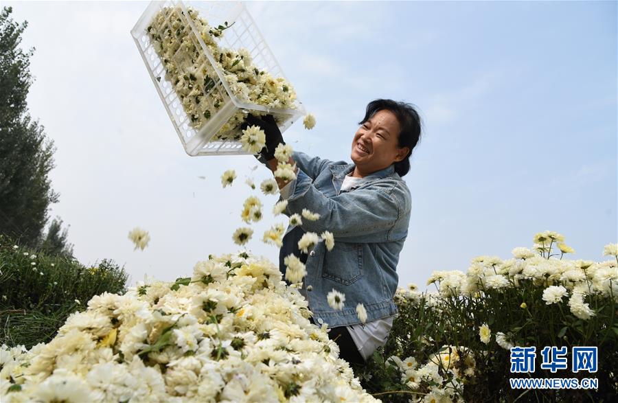 （经济）（1）订单菊花助农增收