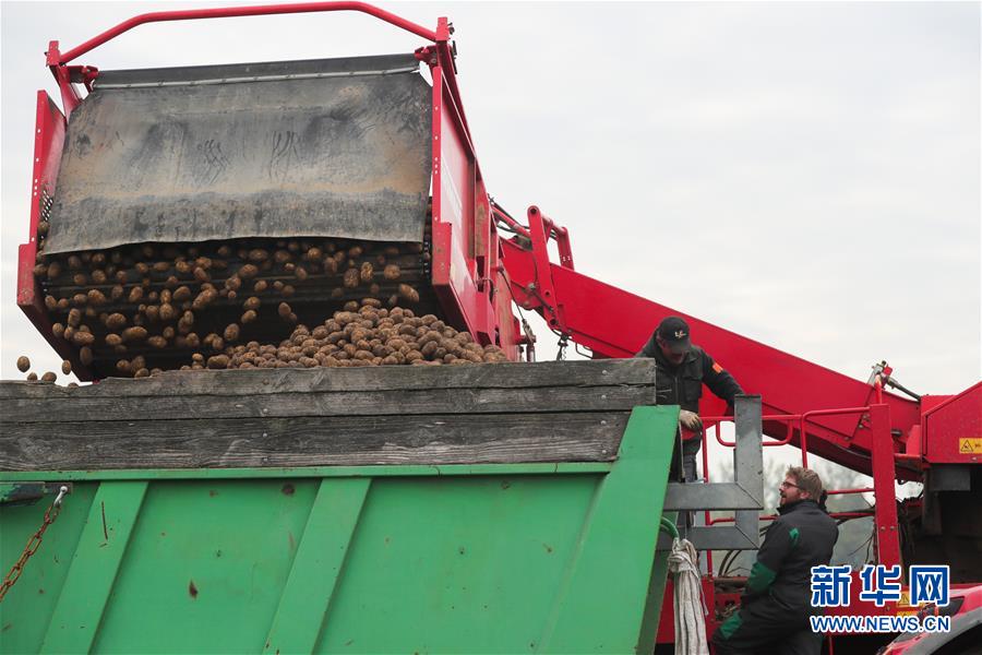 （国际）（1）比利时：收获土豆