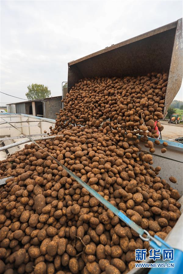 （国际）（2）比利时：收获土豆