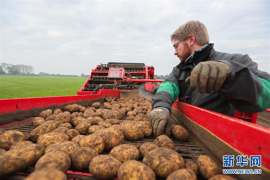 （国际）（6）比利时：收获土豆