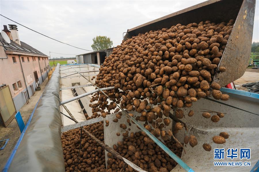 (国际)(8)比利时:收获土豆