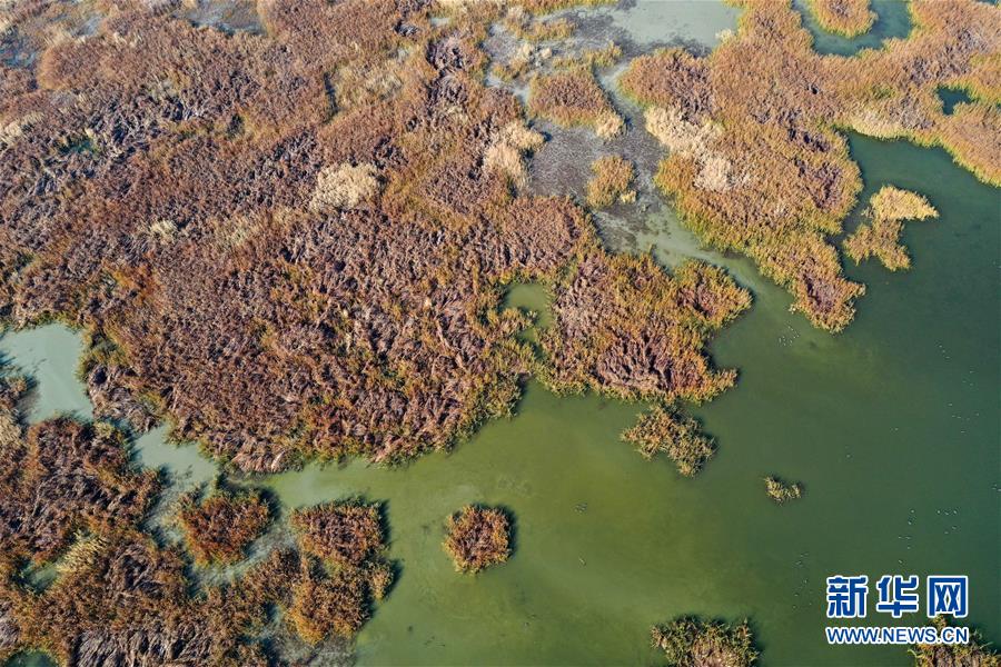 (美丽中国)(3)新疆玛纳斯:秋日湿地画卷