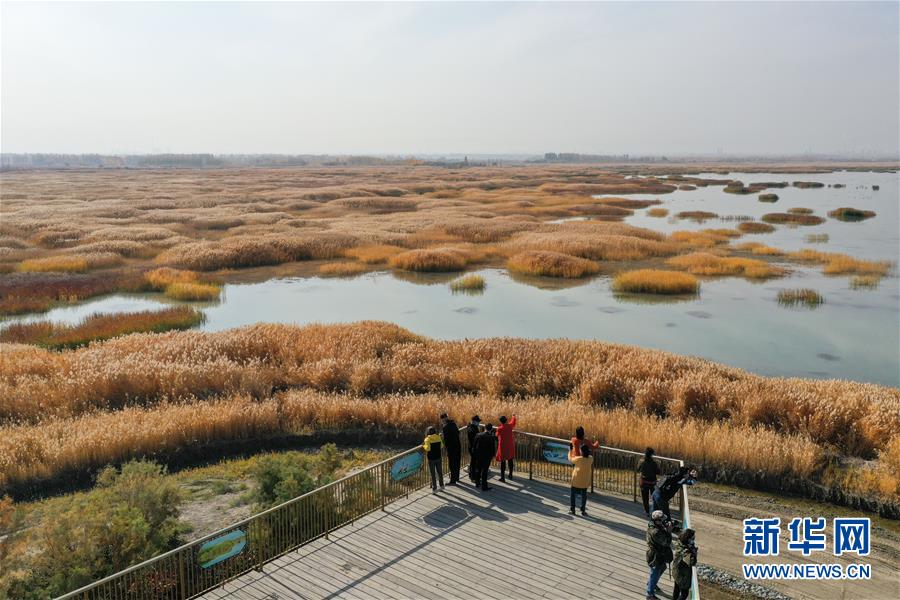 （美丽中国）（6）新疆玛纳斯：秋日湿地画卷