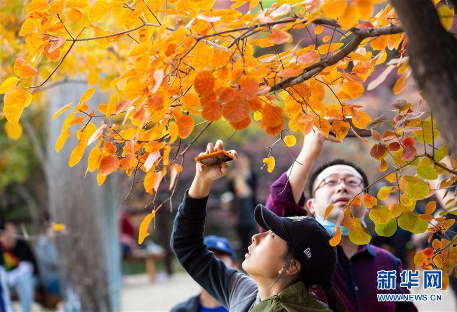 10月18日，游客在北京市房山区坡峰岭景区观赏红叶。 金秋十月，又到了北京观赏红叶的最佳时节。坡峰岭景区位于北京市房山区，总面积约2000亩，景区内有元宝枫、黄栌、火炬等多个红叶品种，漫山的红叶吸引游客前来观赏。 新华社记者 吕帅 摄