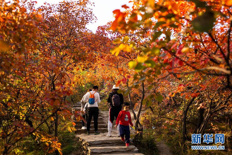 10月18日，游客在北京市房山区坡峰岭景区观赏红叶。 金秋十月，又到了北京观赏红叶的最佳时节。坡峰岭景区位于北京市房山区，总面积约2000亩，景区内有元宝枫、黄栌、火炬等多个红叶品种，漫山的红叶吸引游客前来观赏。 新华社记者 吕帅 摄