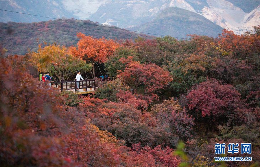 10月18日，游客在北京市房山区坡峰岭景区观赏红叶。 金秋十月，又到了北京观赏红叶的最佳时节。坡峰岭景区位于北京市房山区，总面积约2000亩，景区内有元宝枫、黄栌、火炬等多个红叶品种，漫山的红叶吸引游客前来观赏。 新华社记者 吕帅 摄